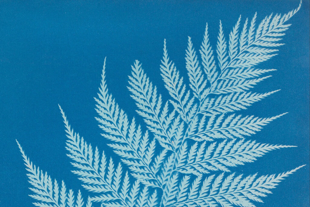 blue image of fern